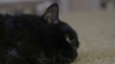4k uyku ve gözleri kara kedi