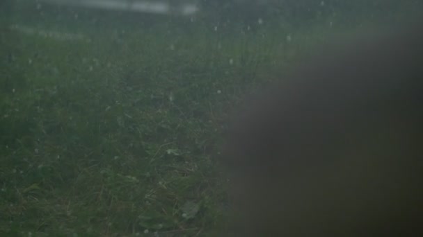 Собака під дощем в алтайських скелях — стокове відео