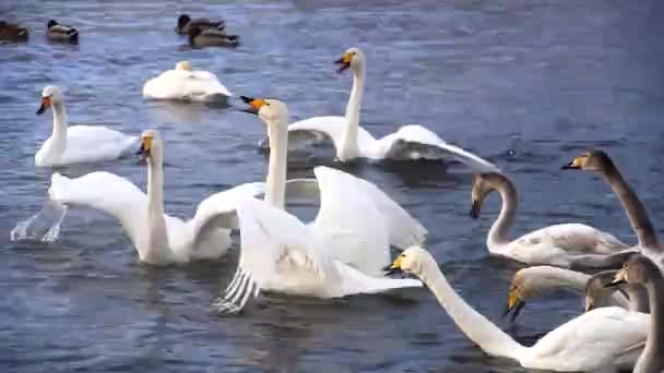 Swans on lake in altay, russia — Stock Video