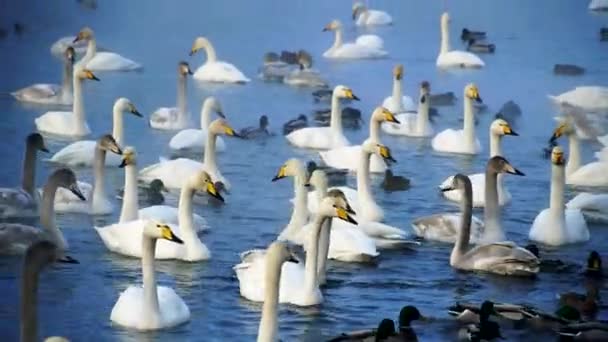 Огромное количество лебедей в озере — стоковое видео