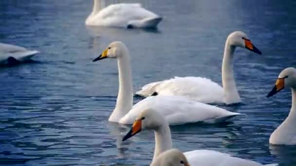 clouse up vue sur les cygnes dans le lac 