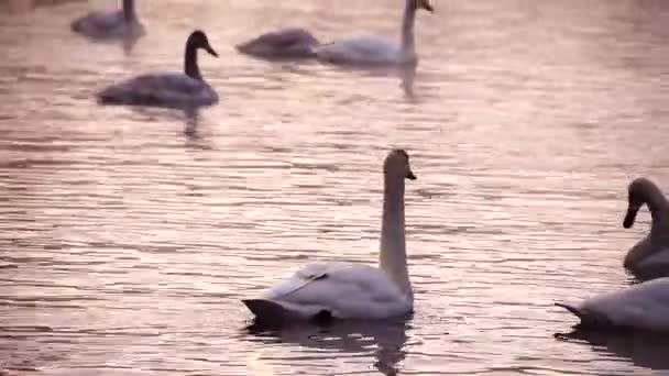 Clouse pohled na Labutí v jezeře — Stock video