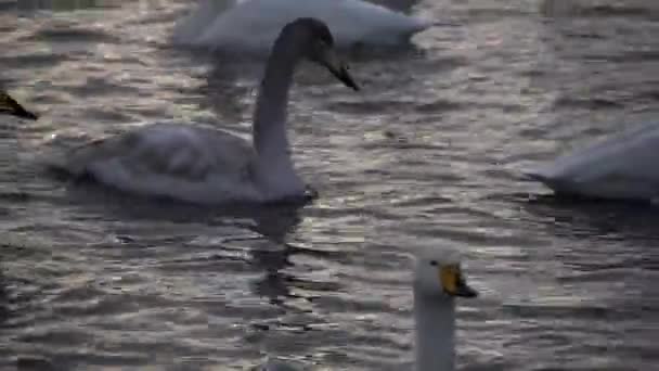 cygnes sur le lac dans altay, russie 