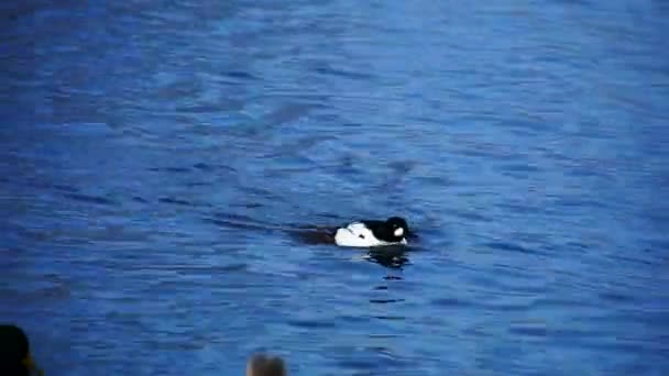 Pato nadando en el lago — Vídeos de Stock