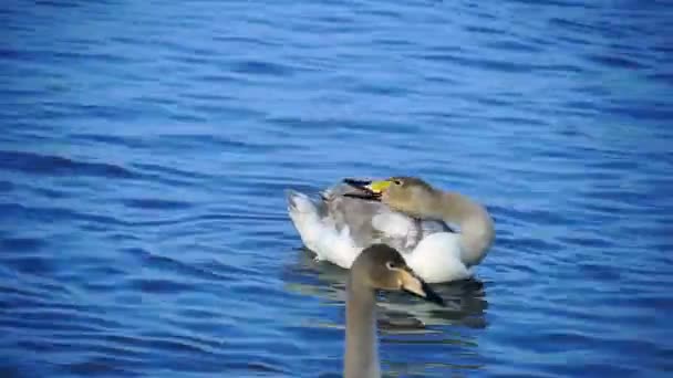 Vista a los cisnes en el lago — Vídeos de Stock