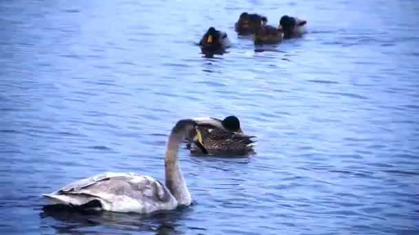 Clouse omhoog om eenden in lake — Stockvideo