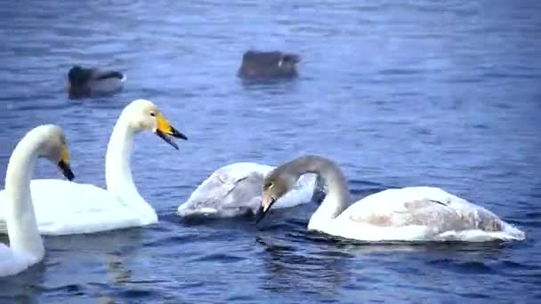 Clouse up vista para cisnes no lago — Vídeo de Stock