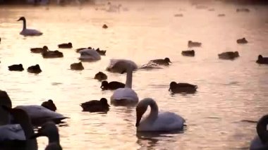 Kuğular gölde büyük miktarda