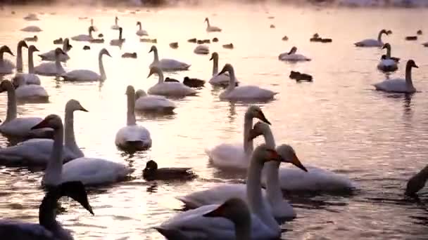 Ogromna ilość łabędzie w jeziorze — Wideo stockowe