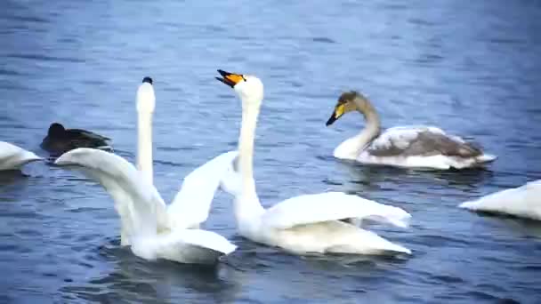 clouse up vue sur les cygnes dans le lac 