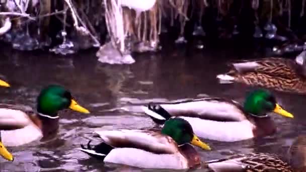 鸭在湖中游泳 — 图库视频影像