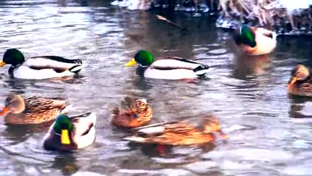 Pływanie kaczki w jeziorze — Wideo stockowe