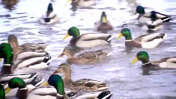 Величезна кількість качок на озері — стокове відео