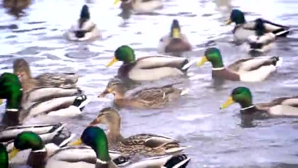 Grande quantidade de patos no lago — Vídeo de Stock