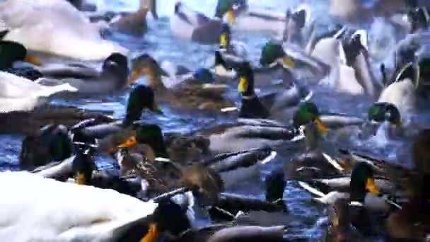 Grande quantidade de patos no lago — Vídeo de Stock