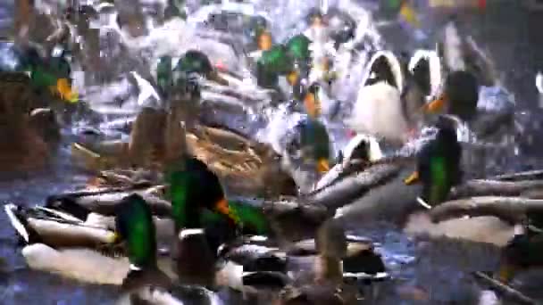 Gran cantidad de patos en el lago — Vídeos de Stock