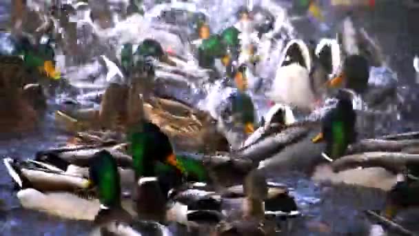 Enten auf dem See — Stockvideo