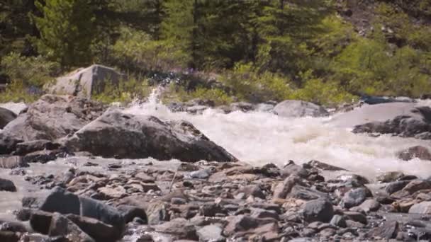 Bergsfloden i Sibirien Royaltyfri Stockvideo