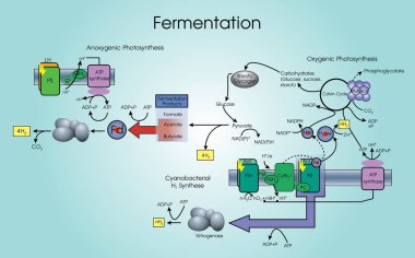Fermantasyon metabolik bir süreçtir. Vektör sanat, çizim tasarım.