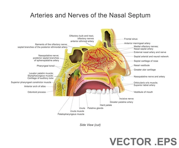 Arterias y nervios del tabique nasal. Diseño de vectores de anatomía, Ilustración . — Archivo Imágenes Vectoriales