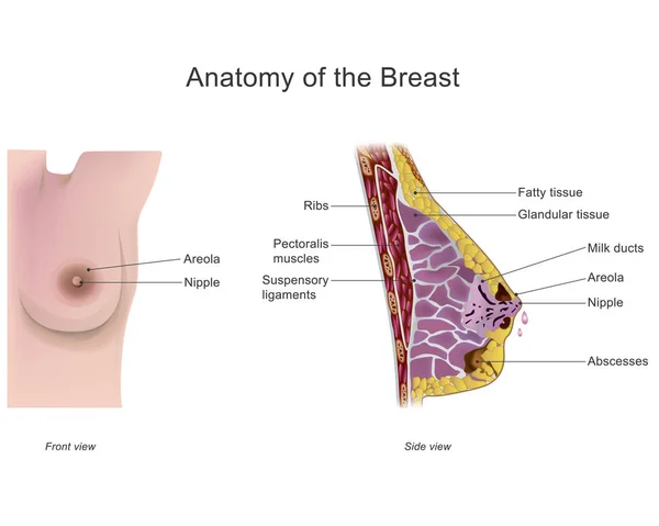 Anatomia da mama. Design de vetores, ilustração . — Vetor de Stock