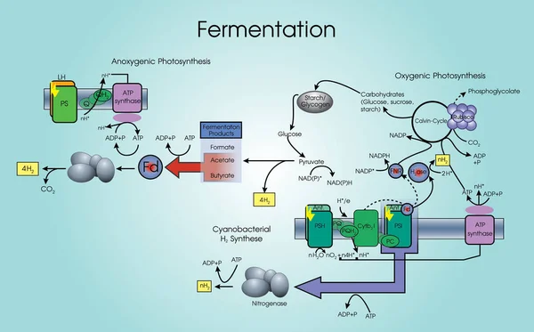 発酵は、代謝のプロセスです。ベクター アート、イラスト デザイン. — ストックベクタ