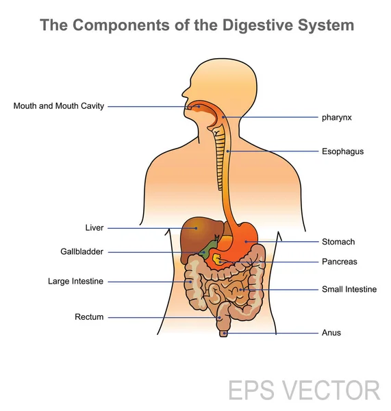 Sistema digestivo humano. Diseño vectorial, Ilustración . — Archivo Imágenes Vectoriales