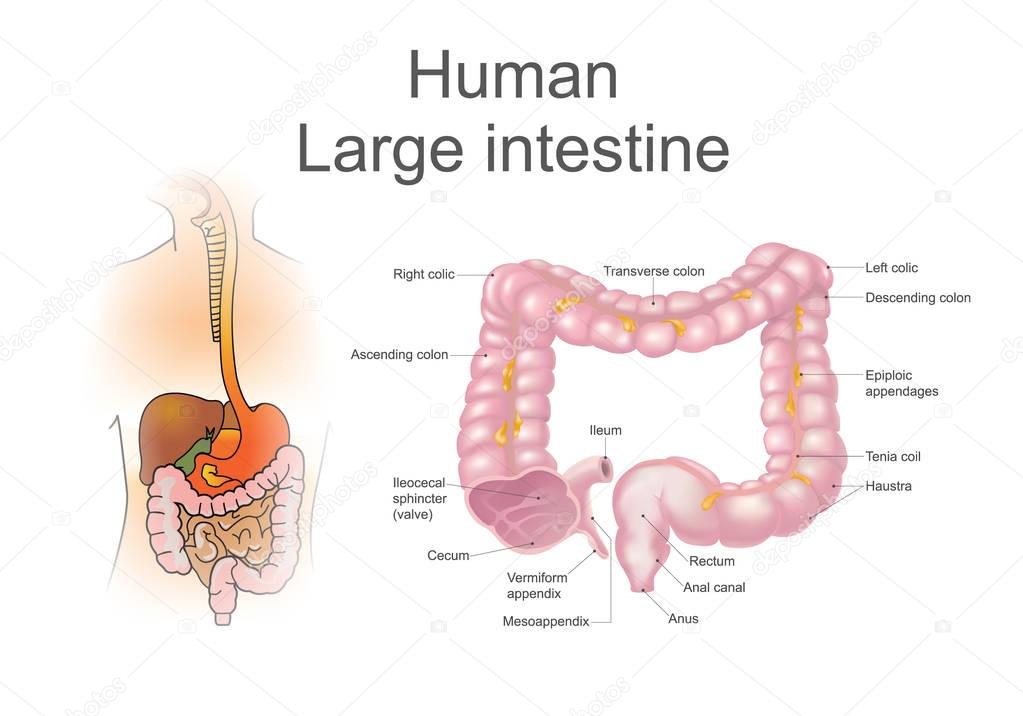 The large intestine, healthy colon. Vector, Illustration.