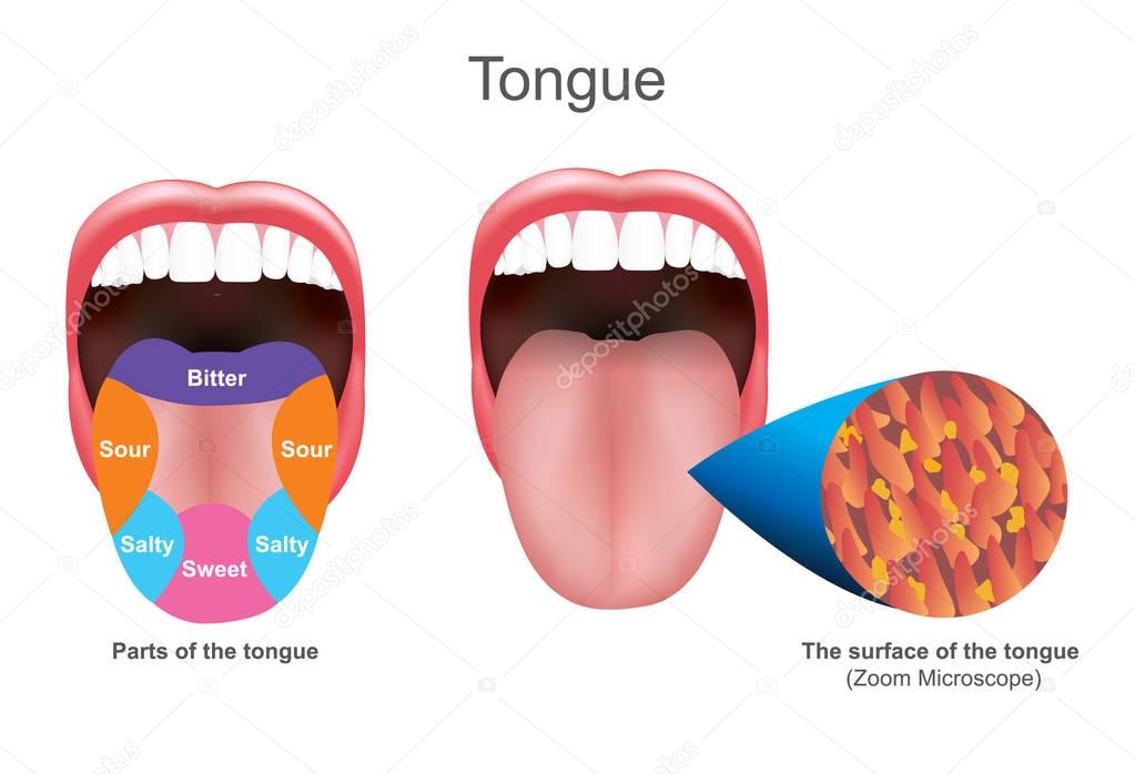 Tongue. Education info graphic. Vector design.