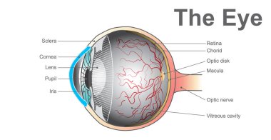 Eye system. Vector design. clipart