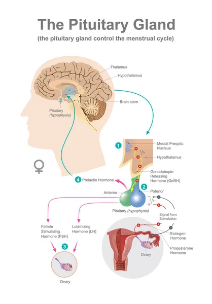 The pituitary gland women. — Stock Vector