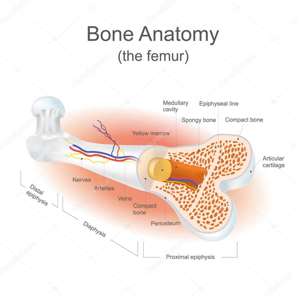 Bone Anatomy  (the femur)