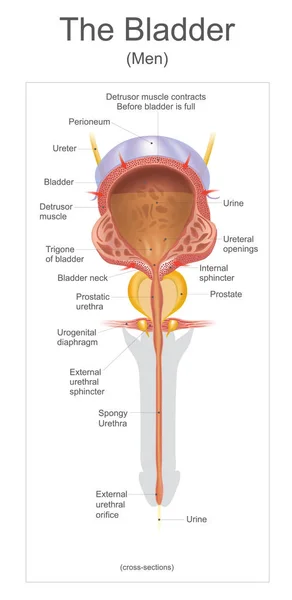 Die Blase beim Menschen ist ein hohles muskulöses und aufblasbares (oder elastisches) Organ, das auf dem Beckenboden sitzt. Urin gelangt über die Harnleiter in die Blase und tritt über die Harnröhre aus. Infografik-Vektor — Stockvektor