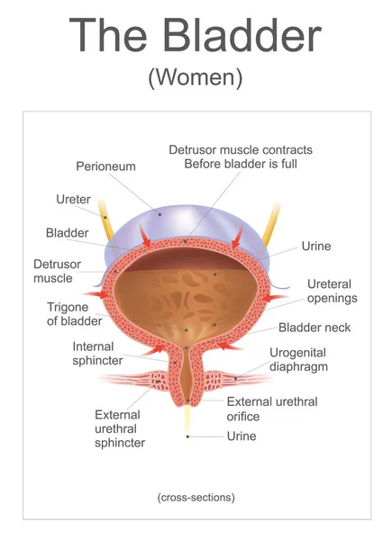 人間の膀胱、膀胱は中空筋肉の伸張性 (または弾性) 臓器、骨盤の床の上に座っているです。尿は、尿管と尿道を介して出口経由で膀胱を入力します。情報グラフィック ベクトル. — ストックベクタ