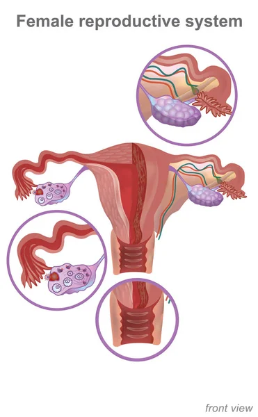 The female reproductive system contains two main parts: the uter — Stock Vector