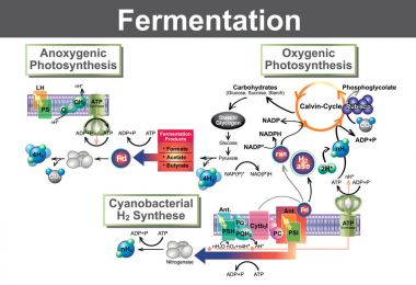 Fermantasyon asitler, gaz veya alkol şeker dönüştürür metabolik bir süreçtir. Mantar ve bakteri ve aynı zamanda oksijen-hasret kas hücreleri, laktik asit fermantasyonu durumunda olduğu gibi oluşur.