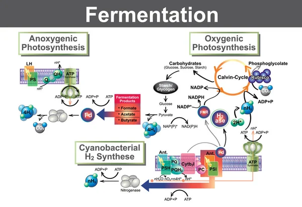 La fermentazione è un processo metabolico che converte lo zucchero in acidi, gas o alcol. Si verifica nei lieviti e nei batteri, e anche nelle cellule muscolari affamate di ossigeno, come nel caso della fermentazione con acido lattico. . — Vettoriale Stock