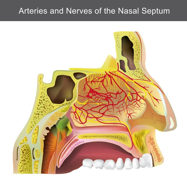 The nasal cavity (or nasal fossa) is a large air filled space above and behind the nose in the middle of the face. Each cavity is the continuation of one of the two nostrils. — Stock Vector
