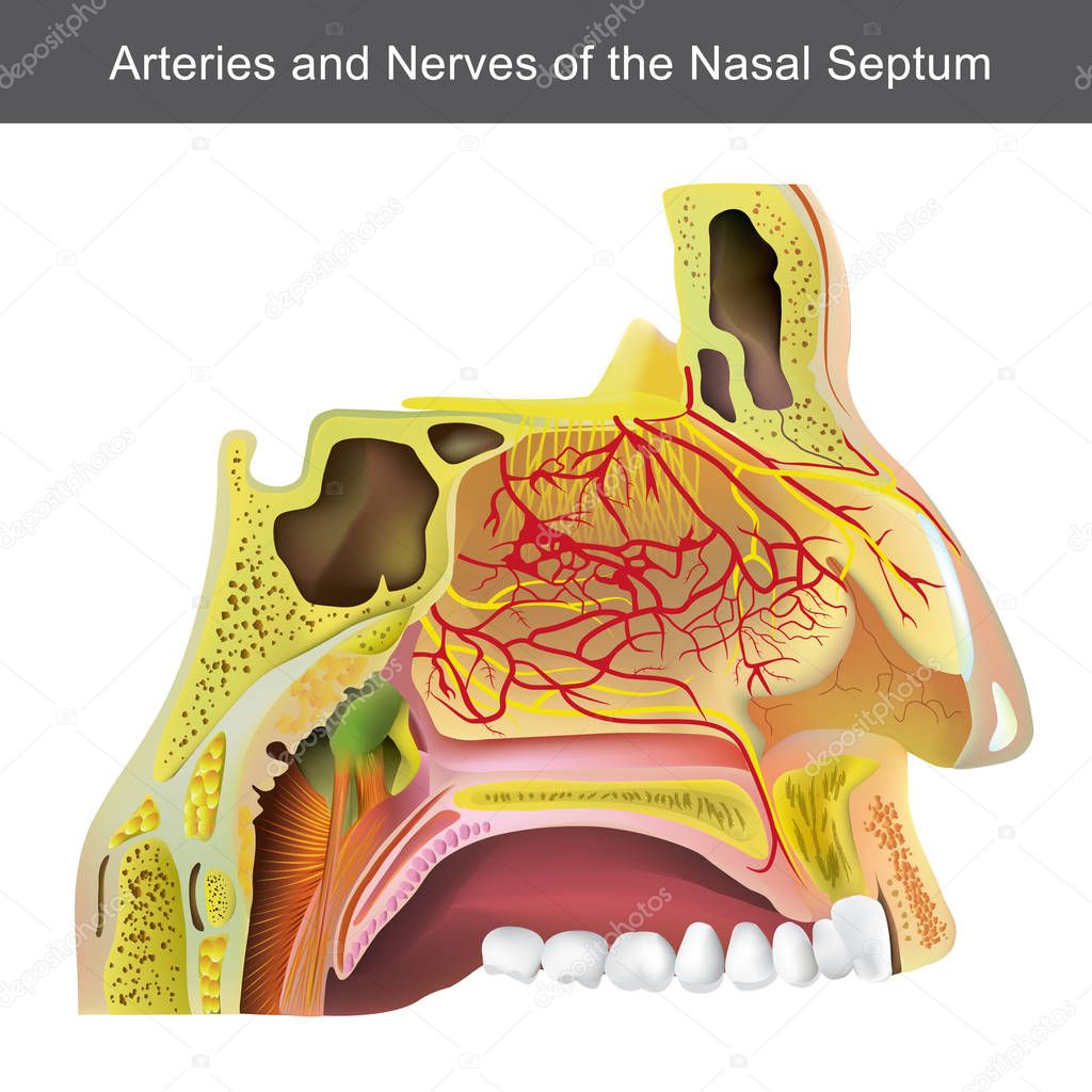 sinus-canal-infection
