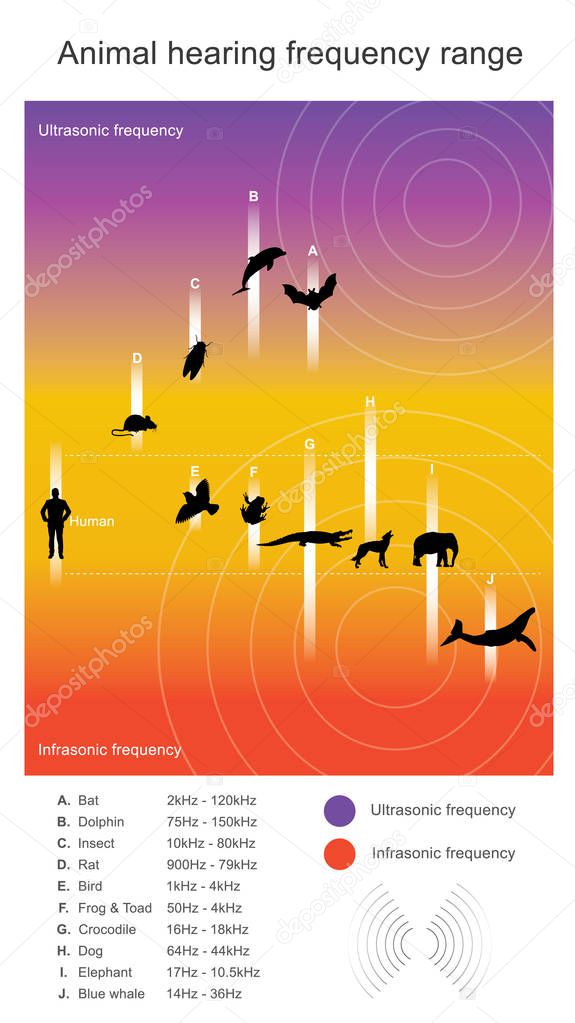 Animal hearing frequency range. Hearing range describes the rang