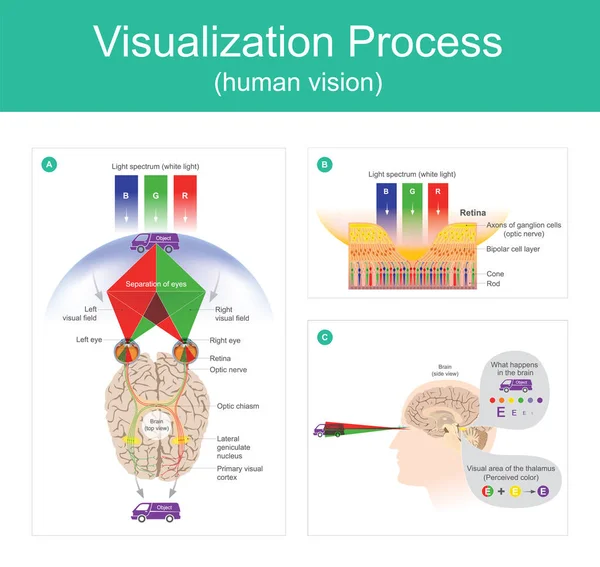 Visualisering Process mänsklig vision. — Stock vektor