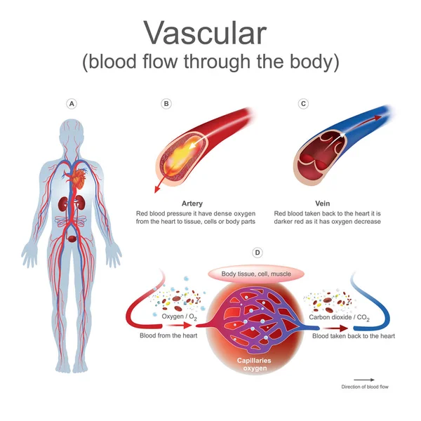 Ροή αγγείων αίματος μέσω του σώματος. — Διανυσματικό Αρχείο