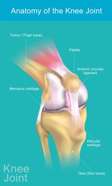 Anatomy of the Knee Joint. clipart