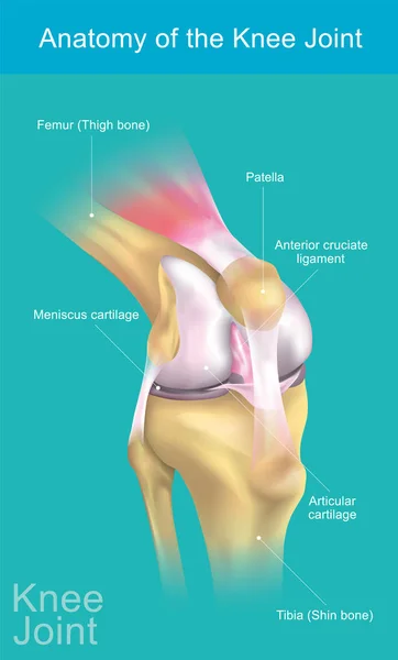 Anatomia da articulação do joelho . — Vetor de Stock