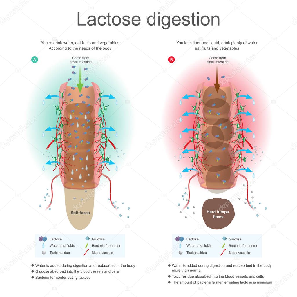 Lactose digestion. Water is added during digestion and reabsorb in the body. Bacteria fermenter eating lactose. Toxic residue absorbed into blood vessels and cells. Illustration anatomy.