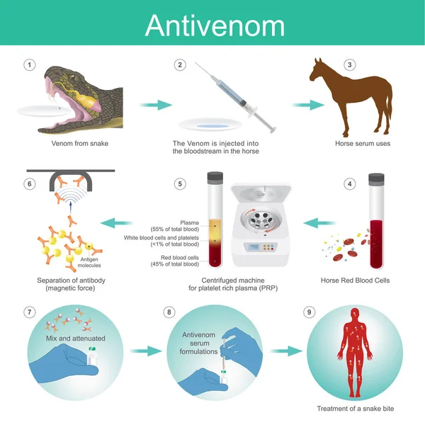 Anti-veneno é um medicamento feito a partir de anticorpos de cavalos vermelhos que é usado para tratar certas picadas venenosas. —  Vetores de Stock