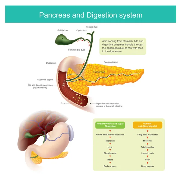 Las enzimas digestivas viajan a través del conducto pancreático para mezclarse — Archivo Imágenes Vectoriales