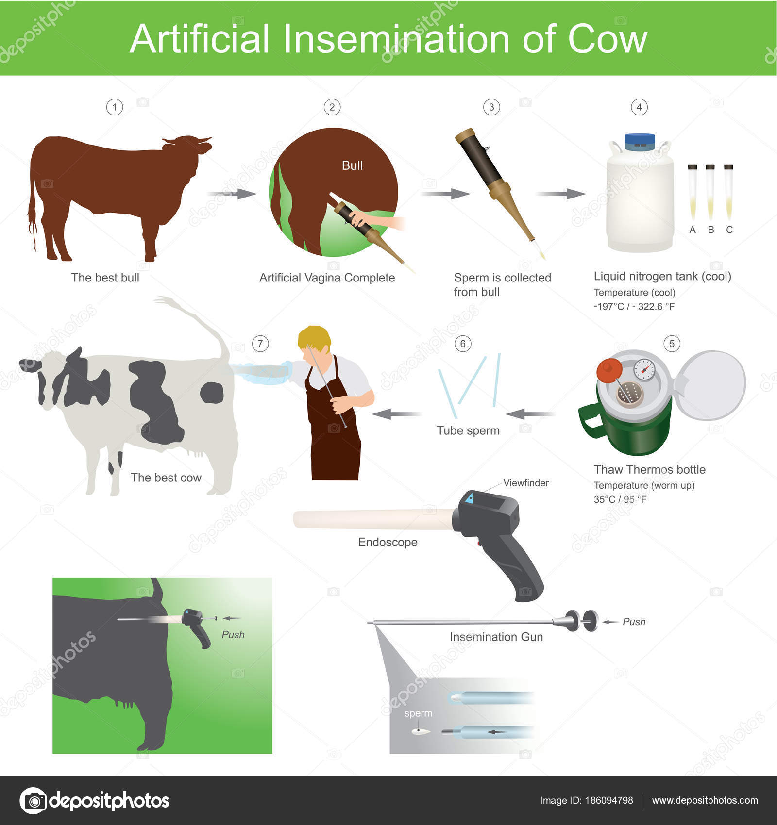 artificial insemination cattle