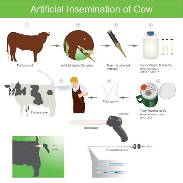 Inseminación artificial de la vaca . — Vector de stock