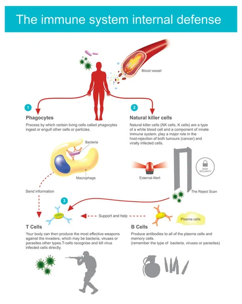 Défense interne du système immunitaire . — Image vectorielle